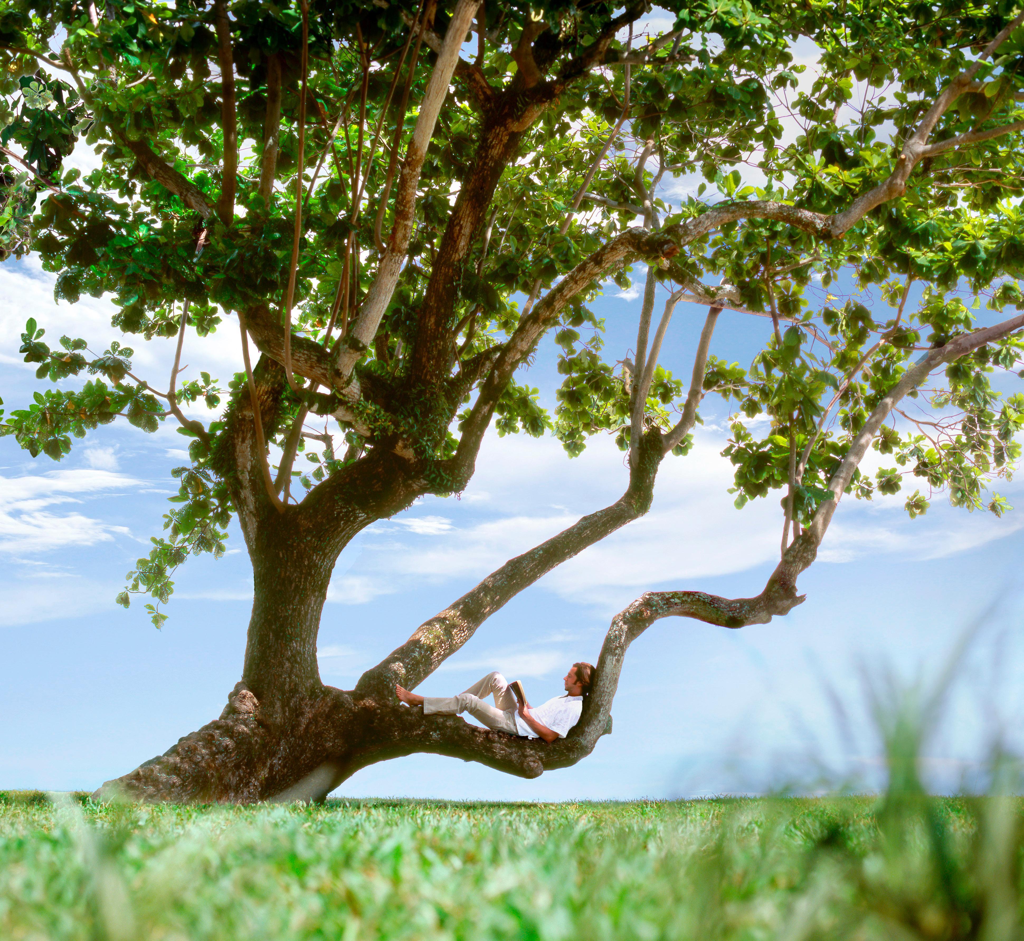 Shangri-La Rasa Sayang, Penang باتو فيرينغي المظهر الخارجي الصورة A tree